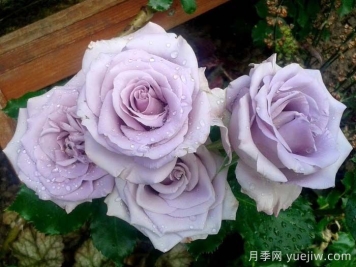 海洋之歌月季是藤本還是灌木？