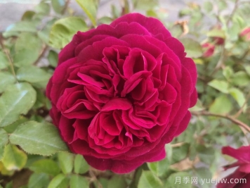 黑魚子醬月季和黑伍德月季哪個好？