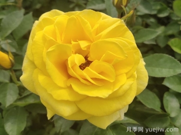 金鳳凰月季的優(yōu)缺點是什么？