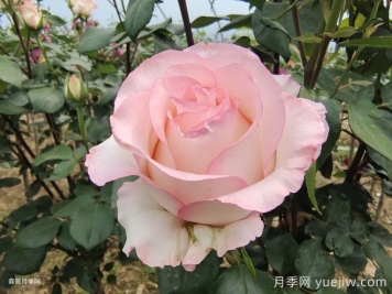 愛莎玫瑰和艾莎月季有什么區(qū)別？