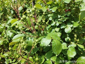月季花苞需要疏蕾嗎？