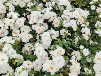 新疆可以種植哪些月季花品種？