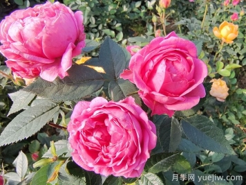月季花的適宜生長溫度是多少