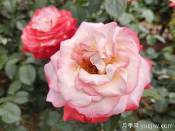 月季花在高溫環(huán)境下如何養(yǎng)護