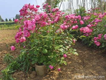 護坡可以種月季花嗎？