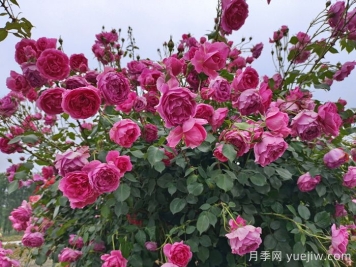 月季有紅蜘蛛用什么藥防治效果好？