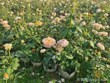 剛買來的月季葉黃脫落怎么辦？