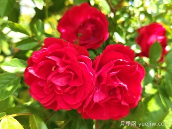 紅木香月季和夏令營月季有什么區(qū)別？