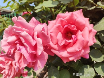 月季的花朵最大可以長到多少厘米？