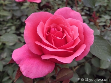 花朵直徑在15-20厘米的大花月季品種有哪些？
