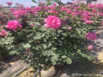 月季開(kāi)完花，不同狀態(tài)和季節(jié)怎樣修剪？