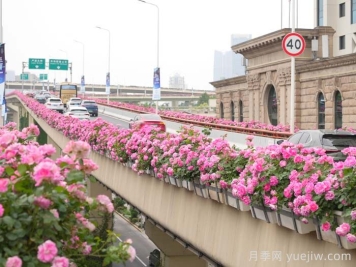 上海月季：申城月季全城開，賞月季地圖指南