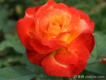 月季：花中皇后的四時浪漫