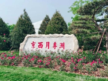 第九屆國際月季大會，北京京西月季洲開啟頂流