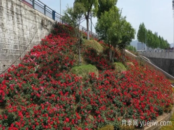 淅川月季：夏至淅川 月季傾城
