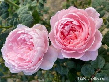 月季介紹之瑞典女王