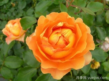 月季介紹之焦糖古董