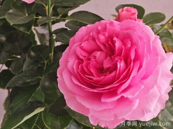 月季介紹之伊芙伯爵