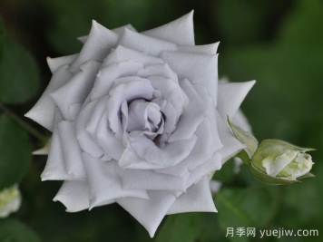 月季介紹之藍(lán)色天堂