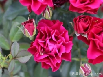  門(mén)頭溝紅月季