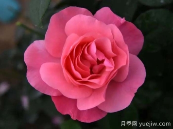 琉璃月季