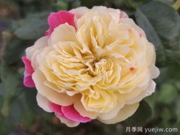 月季介紹之風(fēng)月