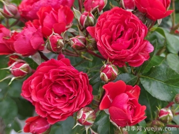 月季介紹之奇卡門(mén)廊