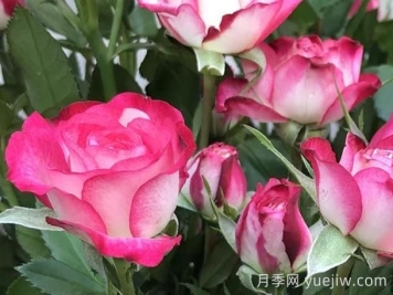 月季介紹之復(fù)色獅子座