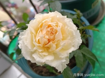 狄安娜陽(yáng)臺(tái)月季