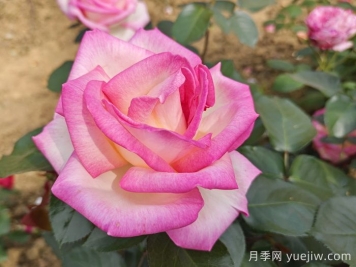 月季和玫瑰是一種花嗎？