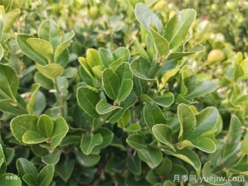 大葉黃楊和小葉黃楊有什么區(qū)別？