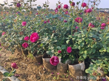 夏季月季一天澆幾次水？