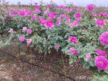 月季夏天怎么養(yǎng)？夏季月季的養(yǎng)殖注意事項(xiàng)