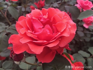 大花月季品種的花朵大小會(huì)受到哪些因素影響？
