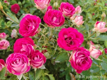 紅寶石冰月季是豐花還是微型月季？