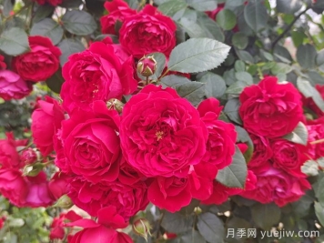 推薦10種不怕熱的月季，夏天隨便養(yǎng)，花開不停