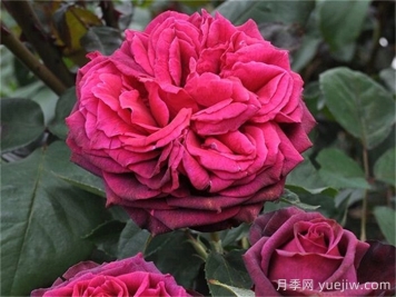 普及12種月季，養(yǎng)不死得小強月季