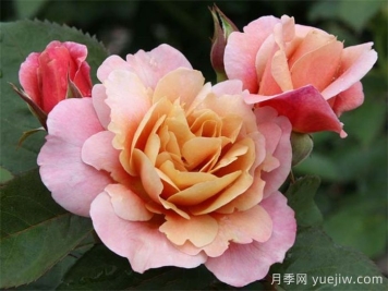 推薦8款復古柔色月季，色彩獨特，花型優(yōu)雅