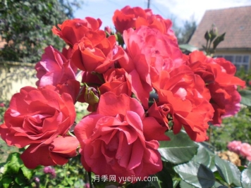 緋紅天空月季的介紹和優(yōu)缺點