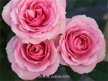 處女座月季介紹和優(yōu)缺點