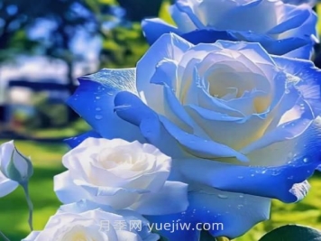 碎冰藍(lán)月季介紹和優(yōu)缺點(diǎn)