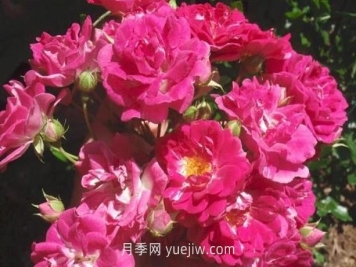 超級埃克塞爾薩月季介紹和優(yōu)缺點(diǎn)