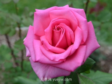 醉香酒月季介紹和優(yōu)缺點