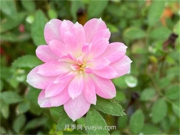 姬乙女月季介紹和優(yōu)缺點