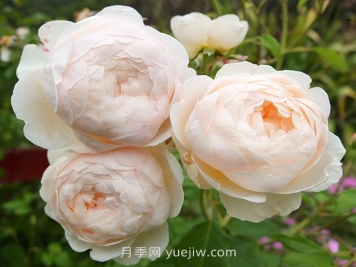 溫德米爾月季介紹和優(yōu)缺點