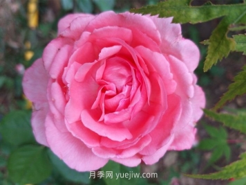 花宮娜月季介紹和優(yōu)缺點