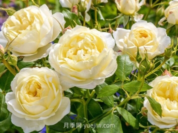 凡妮莎貝爾月季介紹和優(yōu)缺點