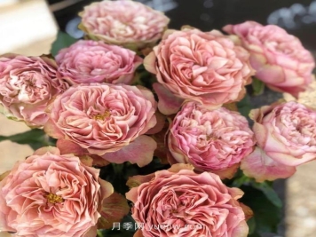 地球末夜月季介紹和優(yōu)缺點