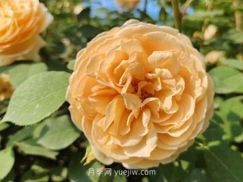 橙色月季哪個(gè)品種花大？