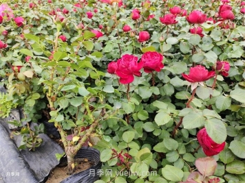 內(nèi)蒙古區(qū)域可以種植月季嗎？